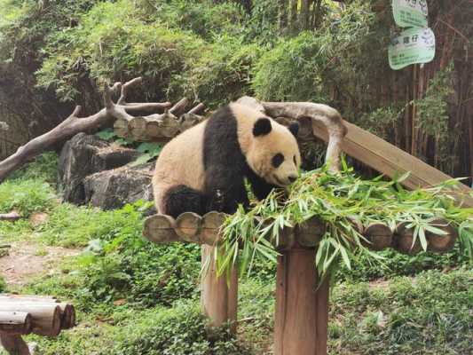 广州长隆野生动物园是一个非常受欢迎的旅游景点，这里有各种各样的动物，包括熊猫、老虎、狮子、长颈鹿等等。如果您想前往广州长隆野生动物园游玩，以下是一些攻略供您参考：