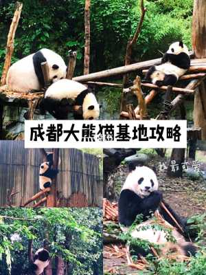 大熊猫基地旅游攻略——探秘国宝级的熊猫世界