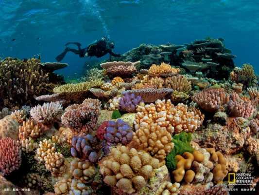 大堡礁旅游攻略：探索世界著名的珊瑚礁奇观