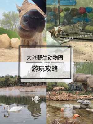 动物园攻略（动物园攻略一日游）